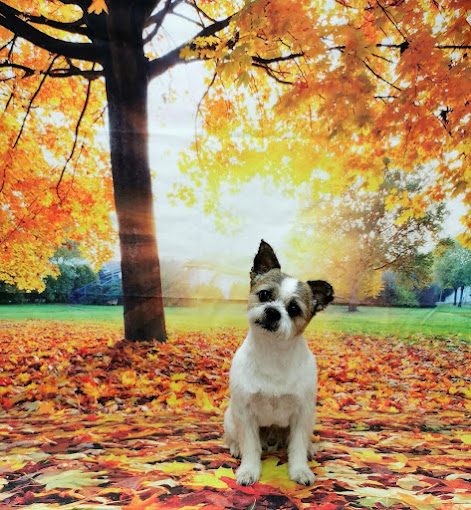 Peluquería canina Perruquerita