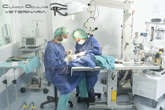 Clínica Ocular Veterinaria